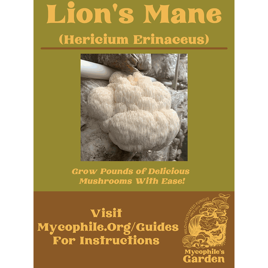 Grow Kit Lion's Mane Mushroom Mycophile's Garden