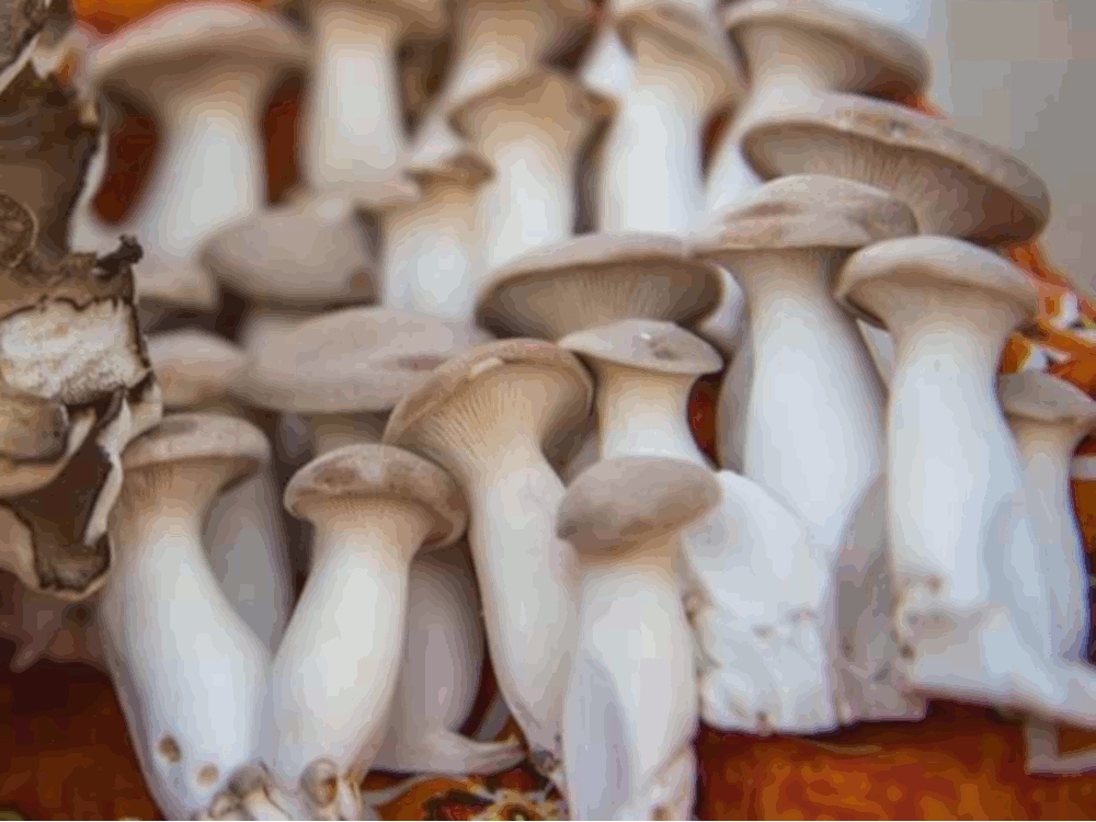 King Oyster / King Trumpet Mycophile's Garden