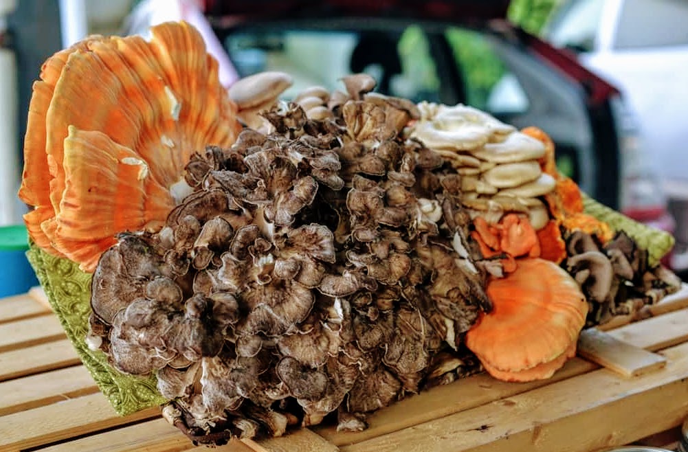 Maitake Hen of The Woods Mycophile's Garden