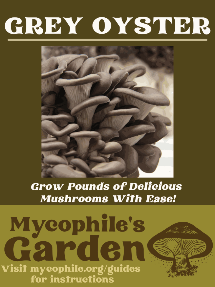 Grow Kit - Grey Oyster