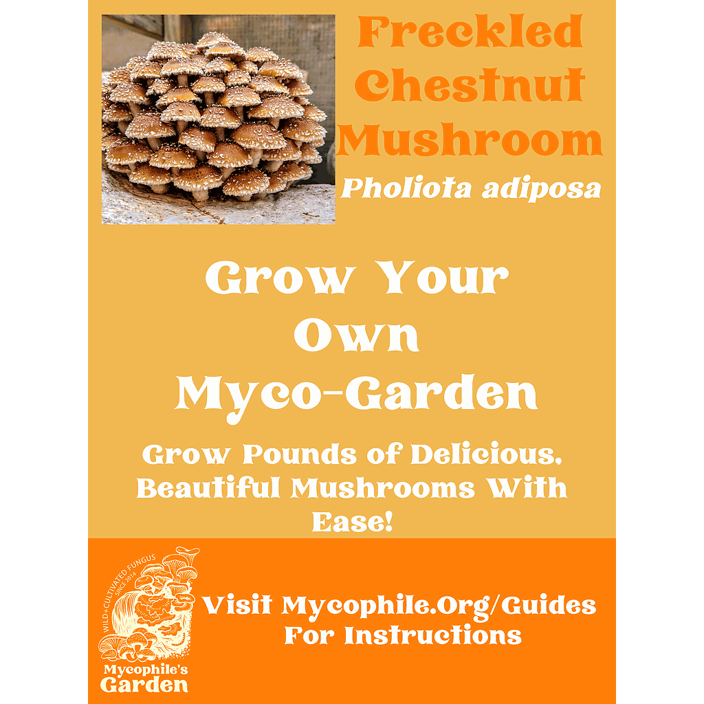 Grow Kit - Chestnut Mushrooms