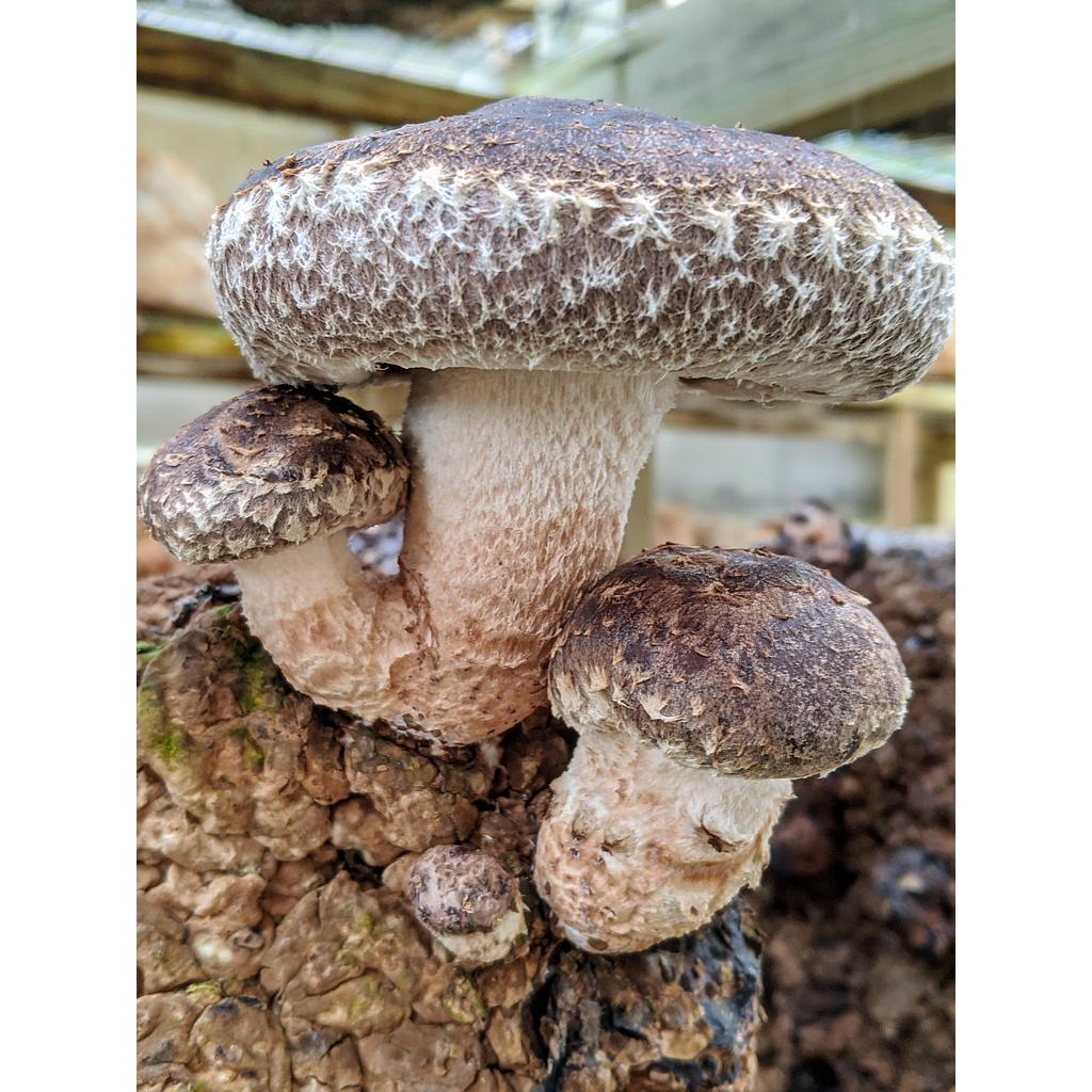 Heirloom Shiitake