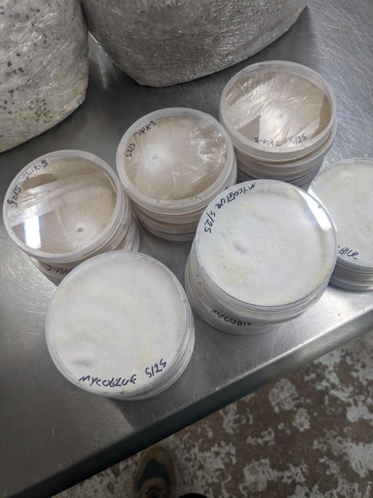 Culture - Michigan Oyster