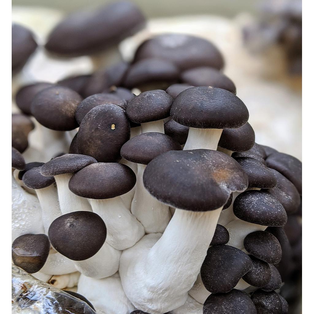 Black Pearl Mushroom: Unveiling Their Health Benefits and Uses