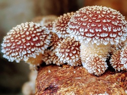 Chestnut Mushrooms