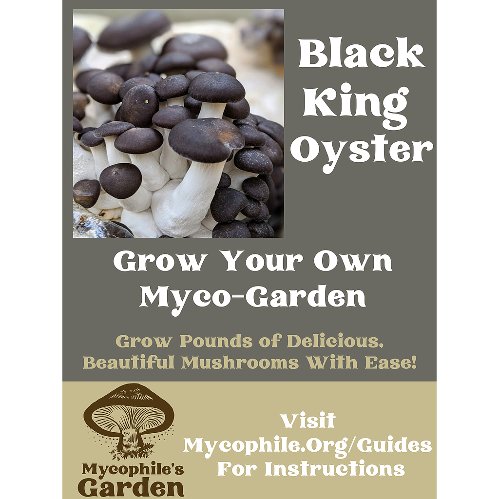 Grow Kit - Black King Oyster