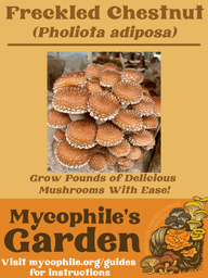 Grow Kit - Chestnut Mushrooms