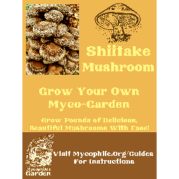 Grow Kit - Large Heirloom Shiitake