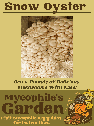 Grow Kit - Snow Oyster